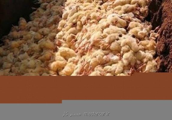نیت اصلی معدوم سازی جوجه های یک روزه افزایش قیمت مرغ و تخم مرغ است