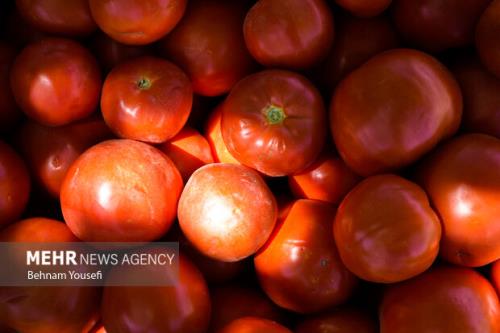 تمدید عوارض ۷۰ درصدی صادرات گوجه فرنگی تا آخر سال