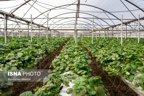 تسهیل كشت گلخانه ای در استان های كم آب