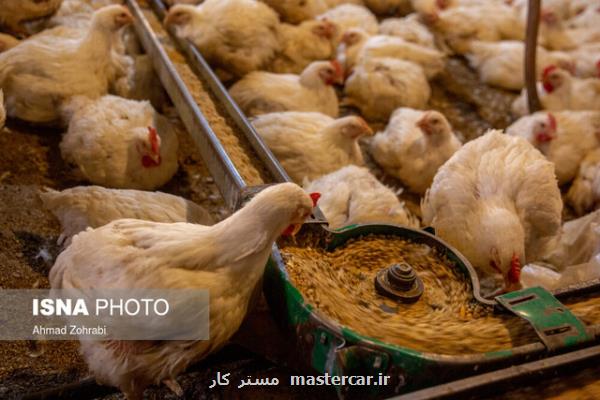 اخطار كمبود مرغ در ماههای آینده