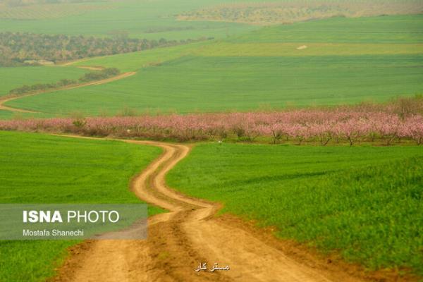 مبلغ خرید تضمینی گندم به 9500 تومان افزایش پیدا کرد