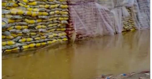 احتمال از میان رفتن ۳۰۰ تن برنج باران زده