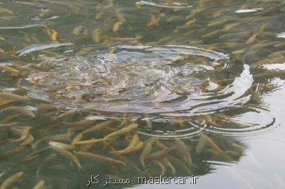 رهاسازی ۶ میلیون و ۴۰۳ هزار بچه ماهی در منابع آبی خوزستان