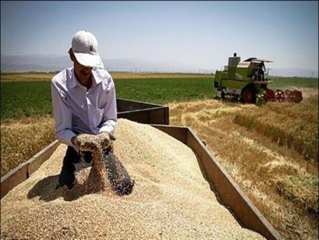 خرید تضمینی 70 هزار تن گندم در استان مرکزی