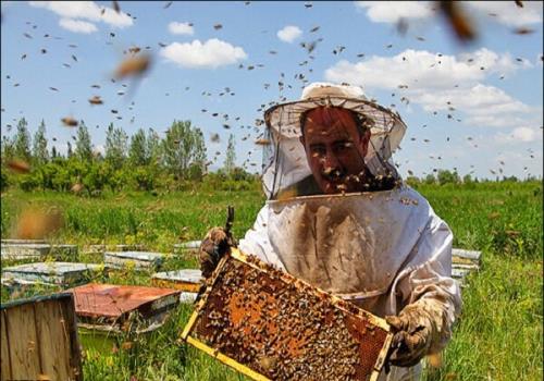 صنعت زنبورداری مورد بی مهری قرار گرفته است