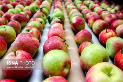 عوارض صادراتی سیب درختی ۳۵ درصد شد