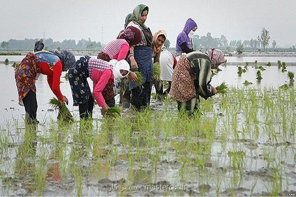 کود مورد نیاز کشت برنج سال جاری کشاورزان به مقدار نیاز تأمین شد