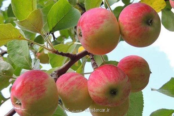 عوارض صادراتی سیب لغو شد