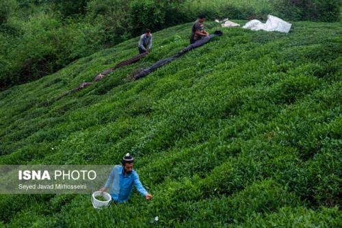 اعلام نرخ خرید تضمینی برگ سبز چای