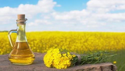 کشت دانه های روغنی برای دستیابی به خودکفایی ملی و کاهش ارزبری ضروری ست