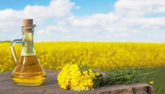 کشت دانه های روغنی برای دستیابی به خودکفایی ملی و کاهش ارزبری ضروری ست