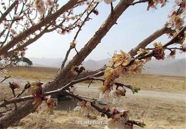 خسارت ۱۴۶ میلیارد تومانی سرمازدگی به بخش باغبانی شهرستان کوهسرخ