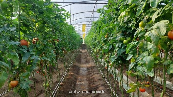 چگونه مصرف انرژی در گلخانه ها را کاهش دهیم؟