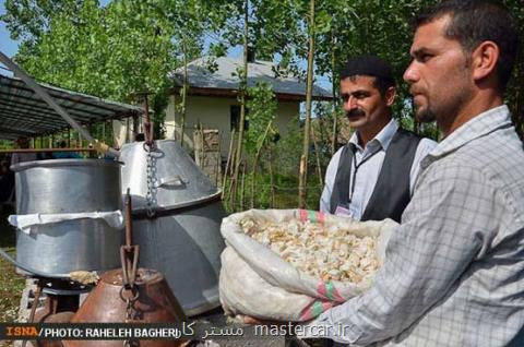 برگزاری جشنواره گلاب گیلده در شفت