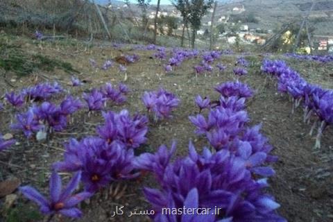 ایران بزودی نرخ مرجع زعفران را دنیا تعیین می كند