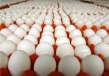 مشكل حمل خوراك مرغ، قیمت تخم مرغ را به ۸۰۰ تومان رساند