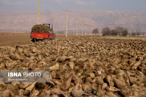 بدهكاری 3 میلیارد تومانی چغندركاران شیروانی