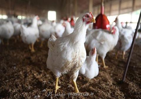 كاهش سرانه مصرف مرغ در خانواده های ایرانی