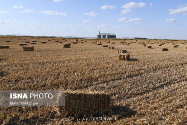 قیمت خرید تضمینی گندم در شورای قیمت گذاری اصلاح می شود